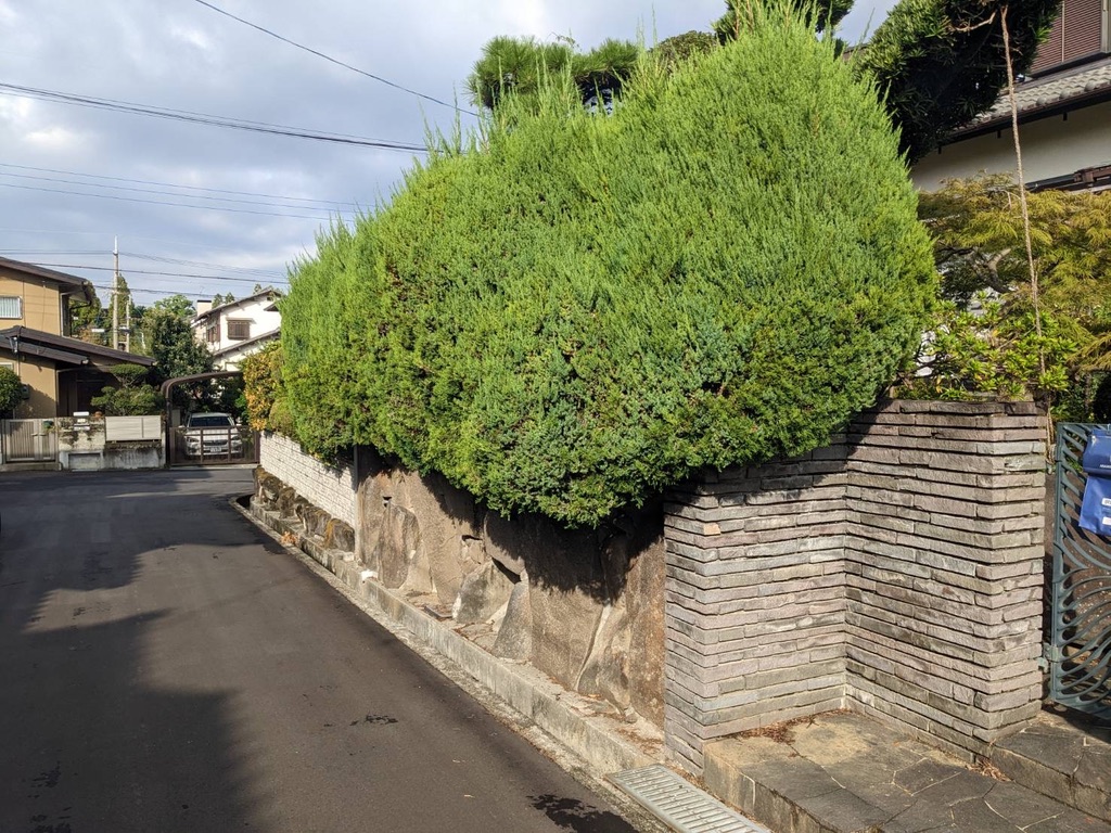作業前のカイヅカイブキの様子
