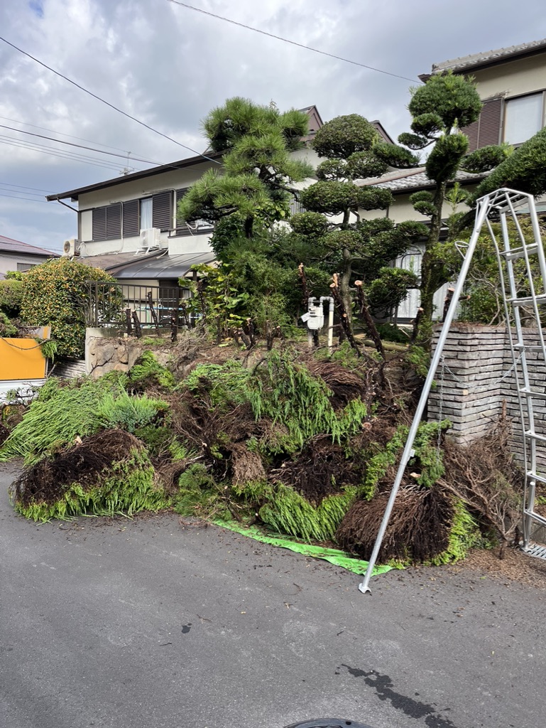 カイヅカイブキの伐採作業